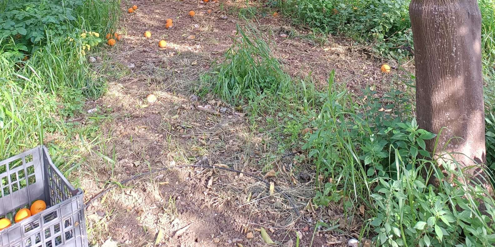 Chios: Excursion & tasting in an orange grove - Image 3