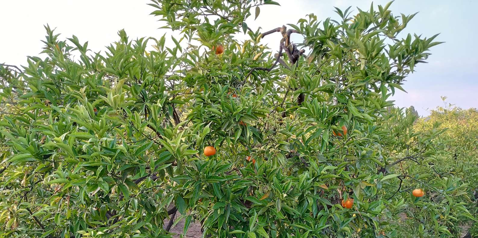 Chios: Excursion & tasting in an orange grove - Image 4