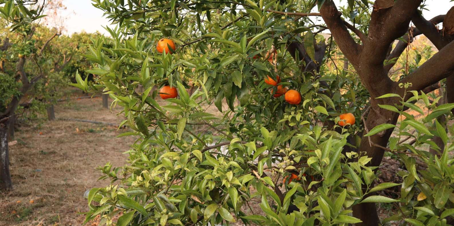 Chios: Excursion & tasting in an orange grove - Image 5