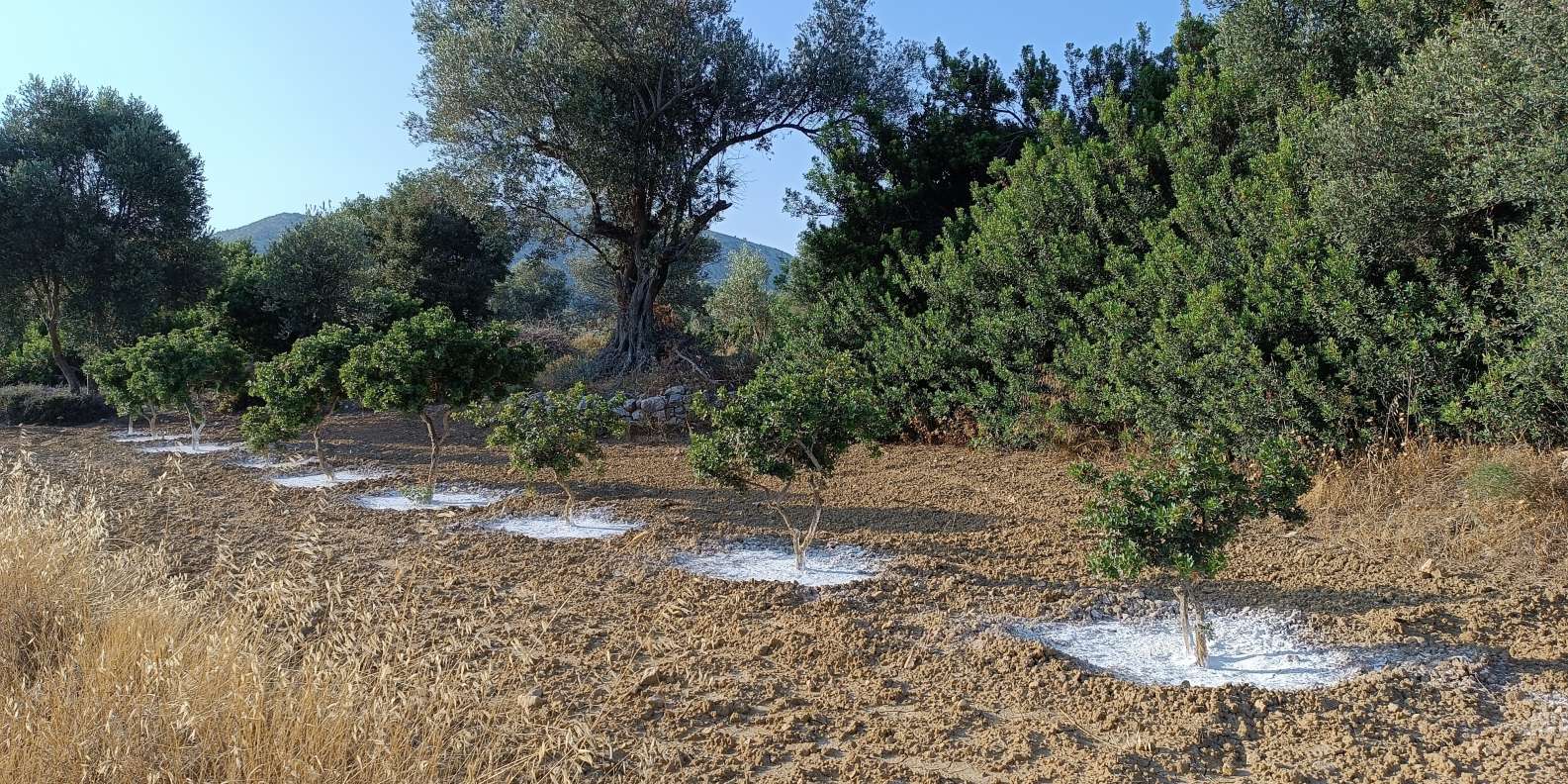 Chios: Armolia Castle Hiking - Image 11