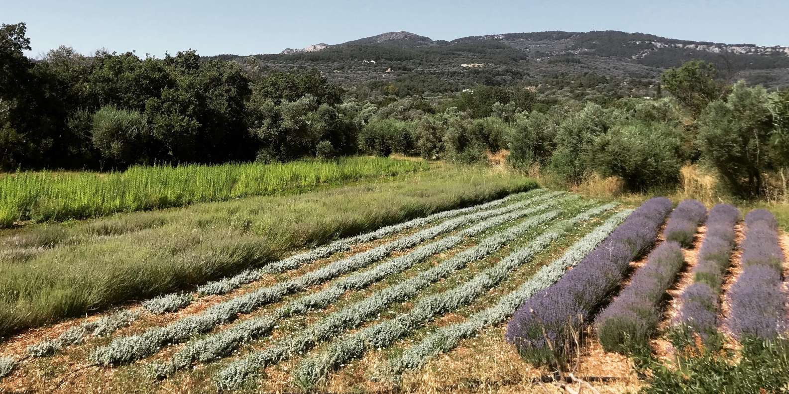 Chios: Experience & tasting of local products - Image 12